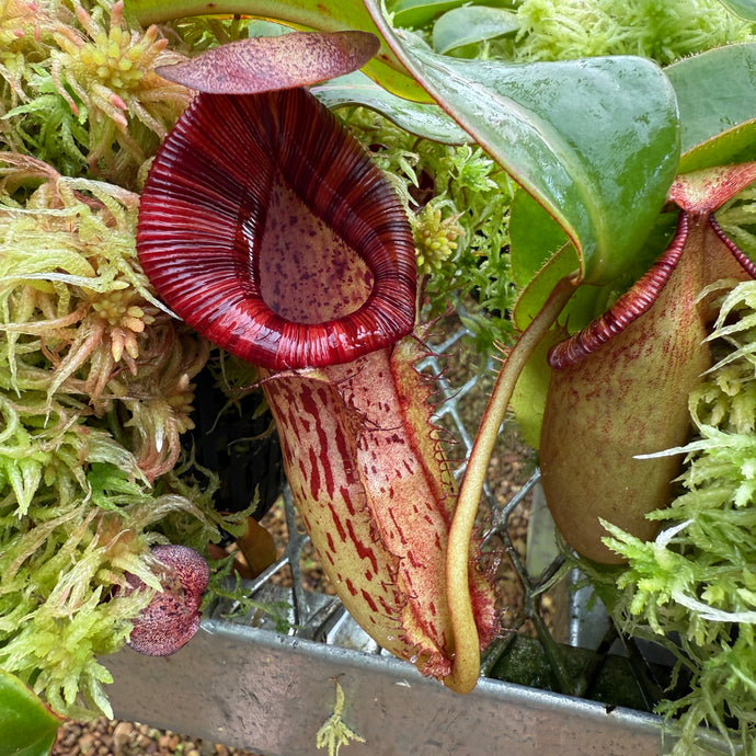 #1 N. [spectabilis x (northiana x veitchii)] x {[(Rokko ‘Exotica x boschiana) x veitchii] x edwardsiana} RE-0155
