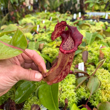Load image into Gallery viewer, N. boschiana x {[(Rokko ‘Exotica’ x boschiana) x veitchii] x edwardsiana} RE-0143
