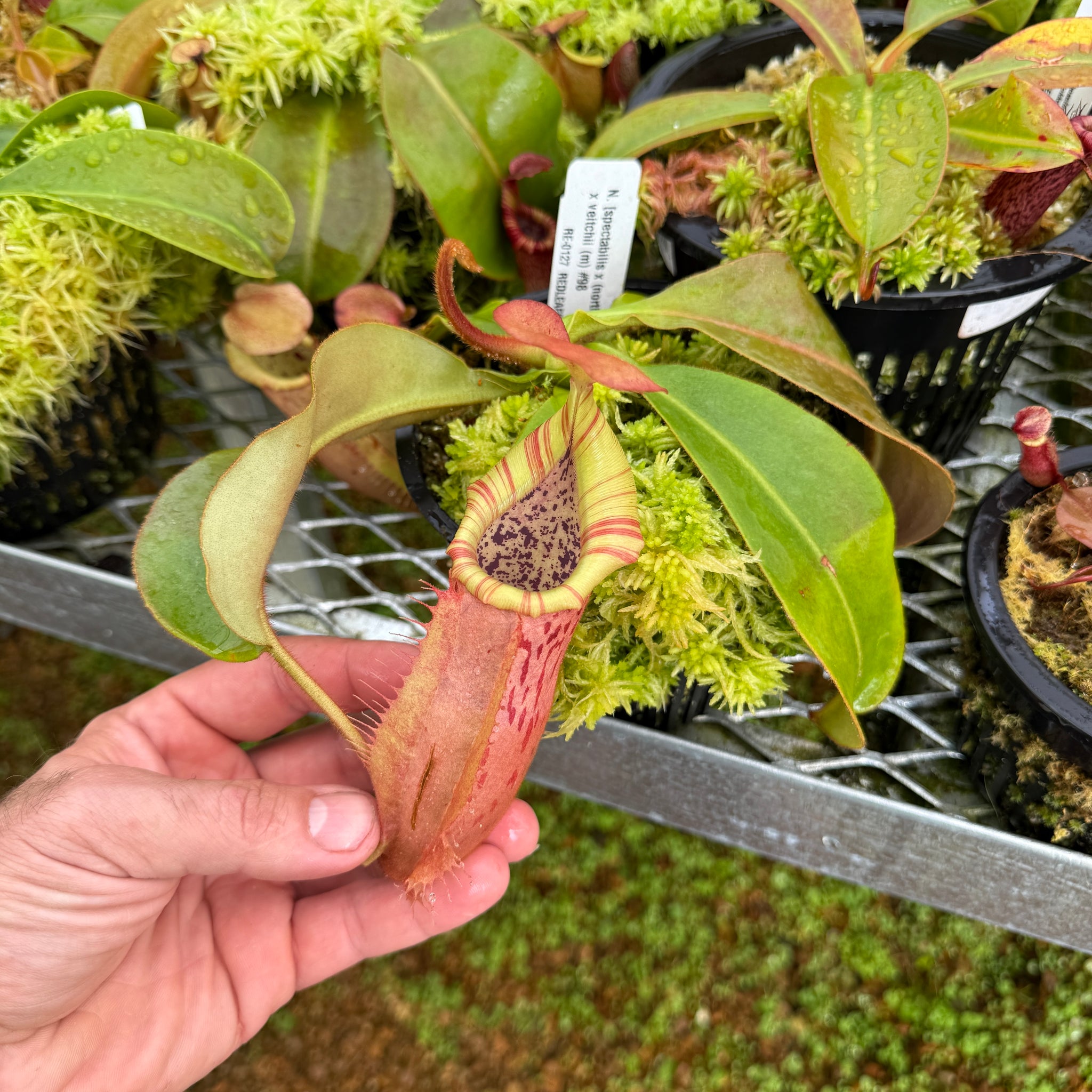 鉢・プランター VALIEM MONSTER MOUTH GLUTTONY BLOCK / S 鉢