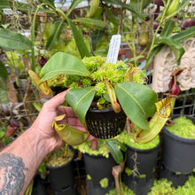 Load image into Gallery viewer, #1 N.  (Rokko &#39;Exotica&#39; x boschiana) x veitchii (a) x veitchii ‘Candy Dreams’ RE-0124
