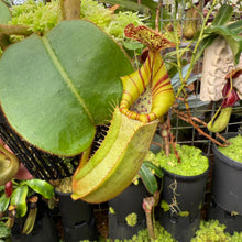Load image into Gallery viewer, #1 N.  (Rokko &#39;Exotica&#39; x boschiana) x veitchii (a) x veitchii ‘Candy Dreams’ RE-0124
