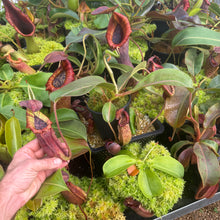 Load image into Gallery viewer, #1 N. (LVBxVMV) x {[(lowii x veitchii) x boschiana]  x burbidgeae} RE-0024
