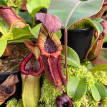 Load image into Gallery viewer, #1 N. (LVBxVMV) x {[(lowii x veitchii) x boschiana]  x burbidgeae} RE-0024
