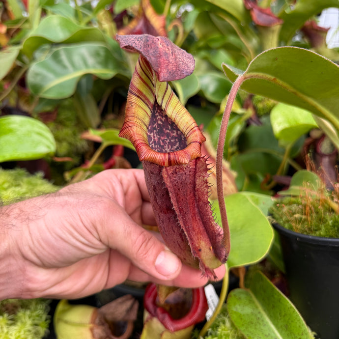 #1 N. (LVBxVMV) x {[(lowii x veitchii) x boschiana]  x burbidgeae} RE-0024