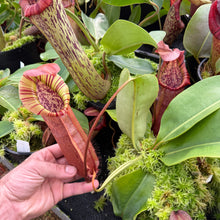 Load image into Gallery viewer, N. northiana x nebularum RE-0125
