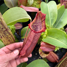 Load image into Gallery viewer, N. northiana x nebularum RE-0125
