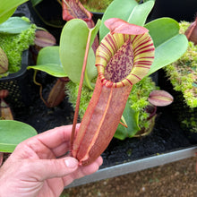 Load image into Gallery viewer, N. northiana x nebularum RE-0125
