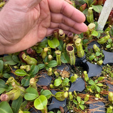 Load image into Gallery viewer, N. (truncata x campanulata) - giant x veitchii &#39;Candy Dreams&#39; RE-0170 LIMITED!
