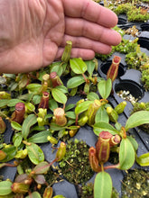Load image into Gallery viewer, Nepenthes [(lowii x veitchii) x Trusmadiensis] x veitchii &#39;Candy Dreams&#39; RE-0169
