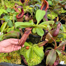 Load image into Gallery viewer, N. northiana x nebularum RE-0125
