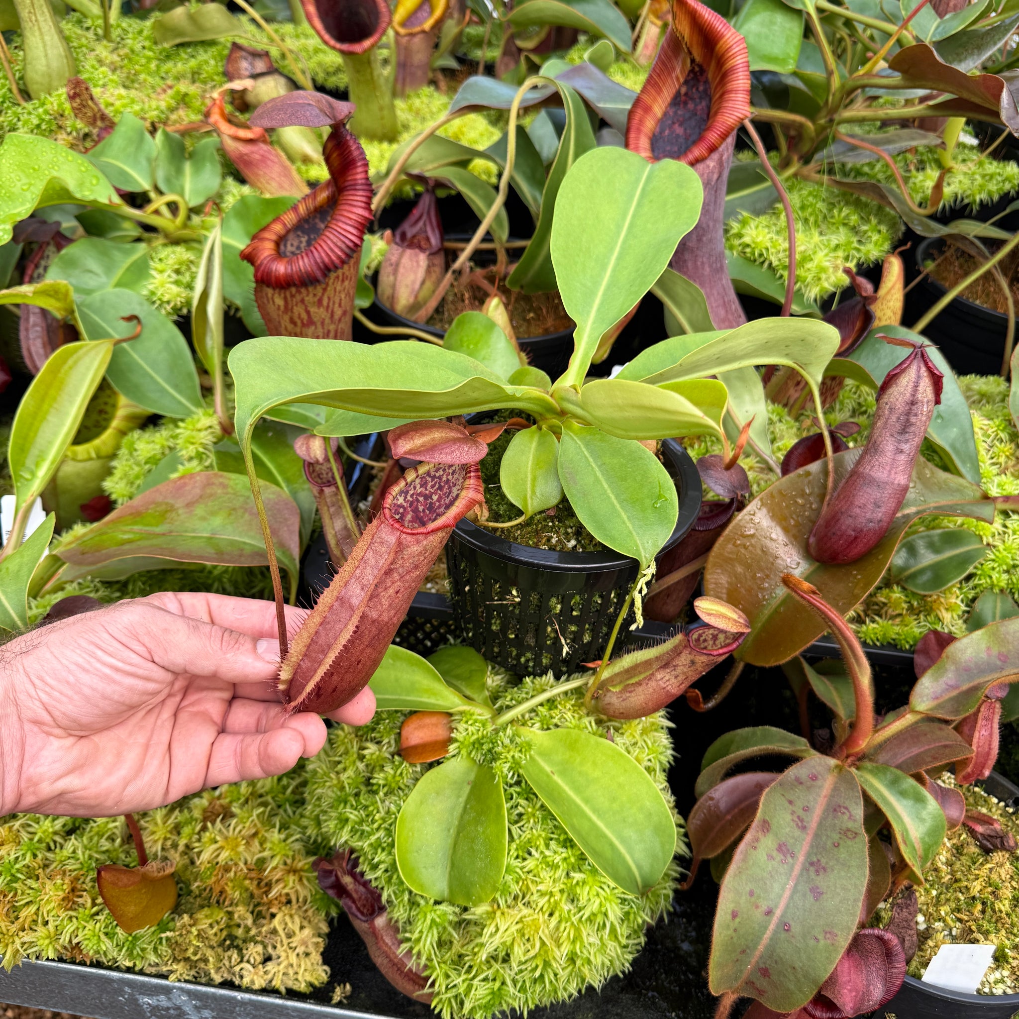 ナリナリ Nepenthes (Northiana x Nebularum)-RE-0125 | Clearwatercarnivores