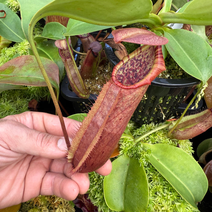 #2 N. northiana x nebularum RE-0125