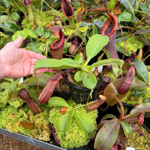 Load image into Gallery viewer, #2 N. northiana x nebularum RE-0125
