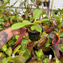 Load image into Gallery viewer, #2 N. northiana x nebularum RE-0125
