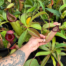 Load image into Gallery viewer, #6 N. northiana x [(lowii x veitchii) x boschiana]

