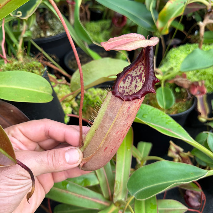 #6 N. northiana x [(lowii x veitchii) x boschiana]