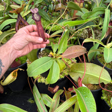 Load image into Gallery viewer, #5 N. northiana x [(lowii x veitchii) x boschiana]
