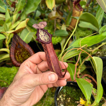 Load image into Gallery viewer, #5 N. northiana x [(lowii x veitchii) x boschiana]
