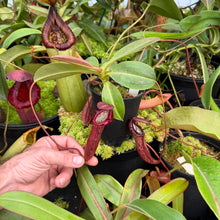Load image into Gallery viewer, #2 N. northiana x [(lowii x veitchii) x boschiana]
