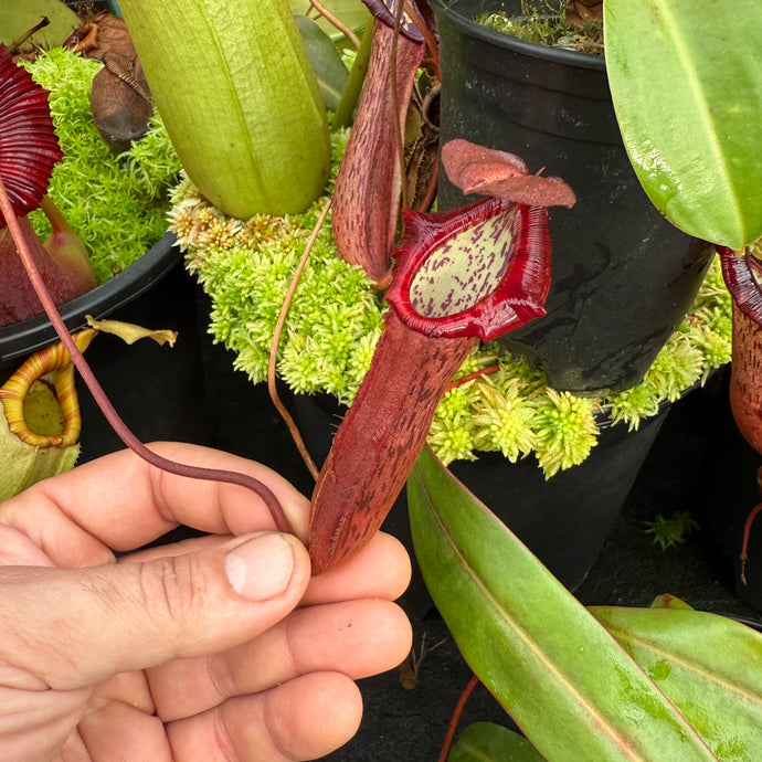 #2 N. northiana x [(lowii x veitchii) x boschiana]