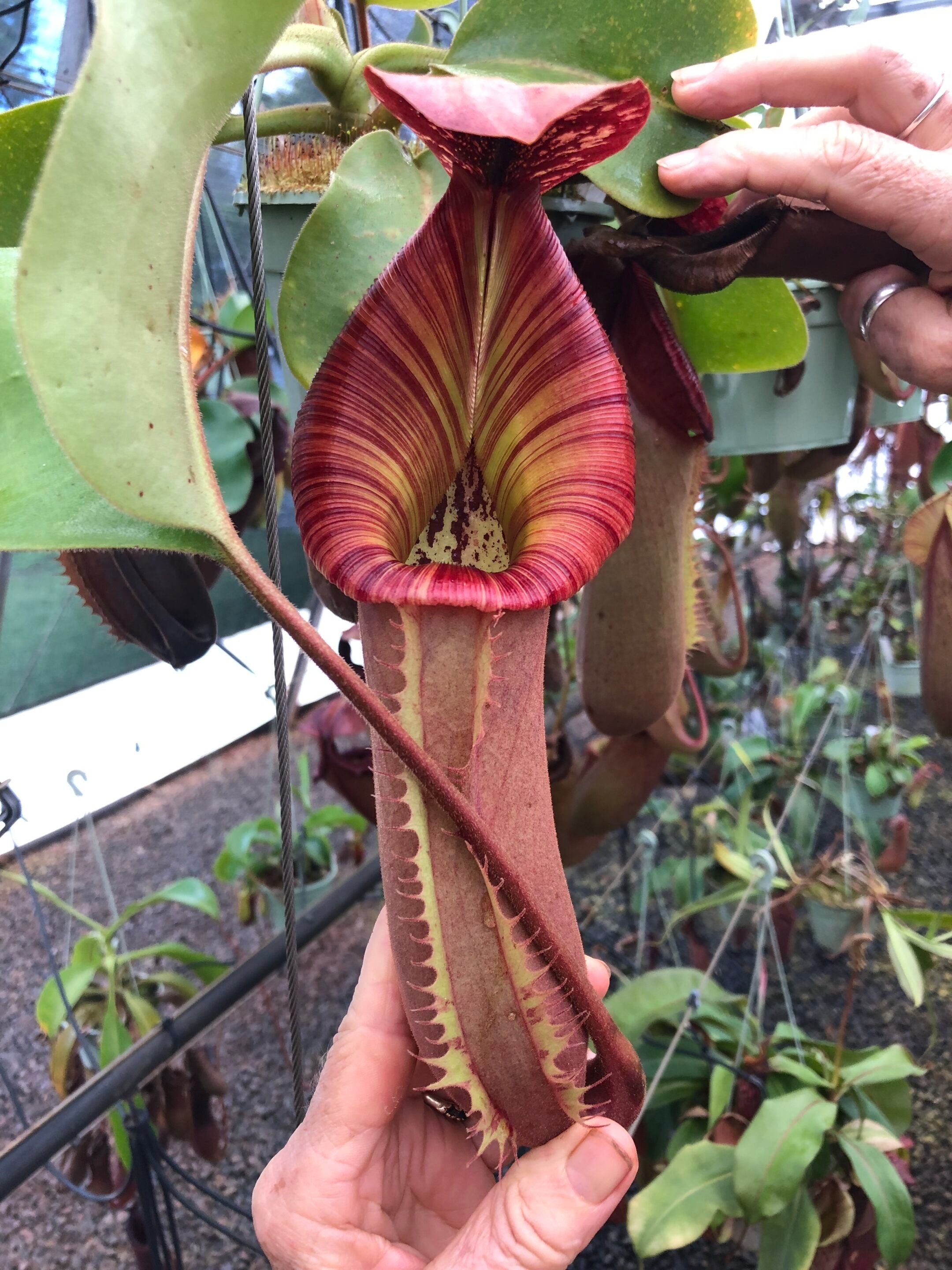 Nepenthes specimen - Redleaf Exotics – RedLeaf Exotics