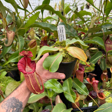 Load image into Gallery viewer, N. [(lowii x veitchii) x boschiana] x veitchii &#39;Candy Dreams RE-0055
