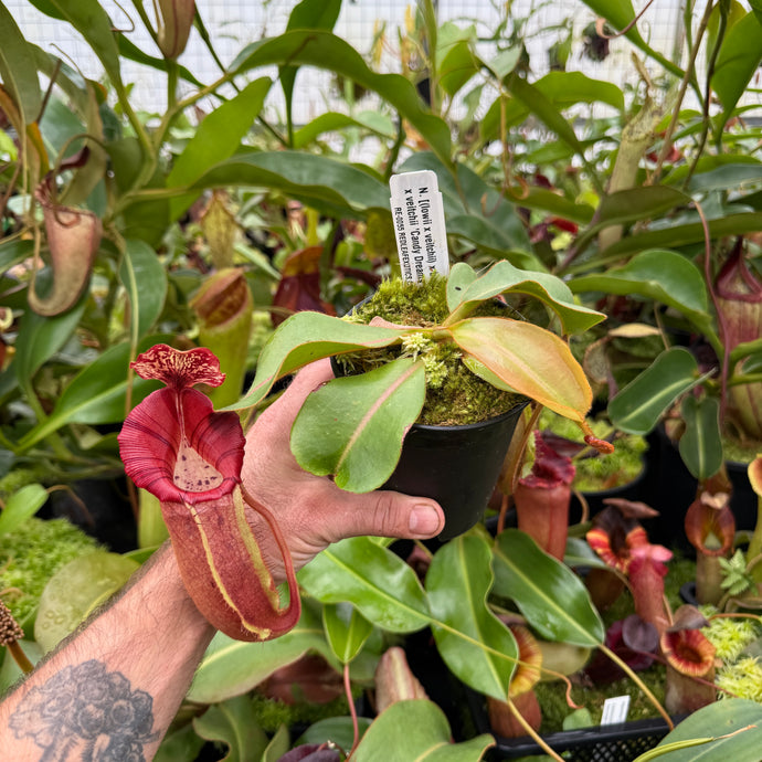 N. [(lowii x veitchii) x boschiana] x veitchii 'Candy Dreams RE-0055