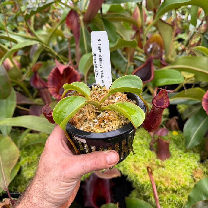 #2 N. Trusmadiensis x nebularum EP
