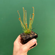 Load image into Gallery viewer, Drosera &#39;Dream Sickle&#39;
