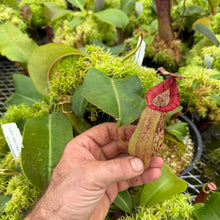 Load image into Gallery viewer, #1N. boschiana x veitchii ‘Candy Dreams’ RE-0140
