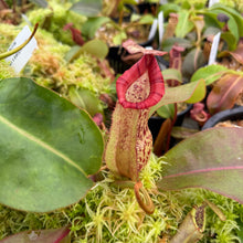Load image into Gallery viewer, #1N. boschiana x veitchii ‘Candy Dreams’ RE-0140
