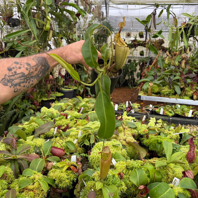 N. (veitchii x eymae) - giant EP Rooted Cutting