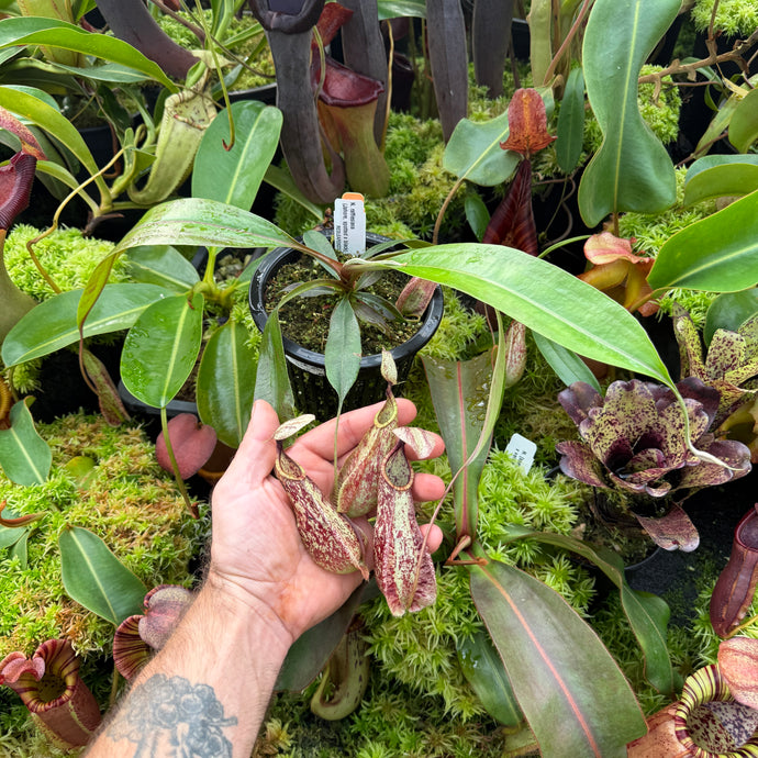 N. rafflesiana (Jahore x Black) RE-0172 medium