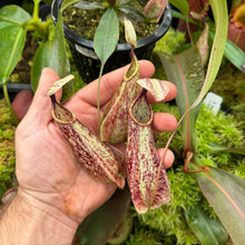 Load image into Gallery viewer, N. rafflesiana (Jahore x Black) RE-0172 medium
