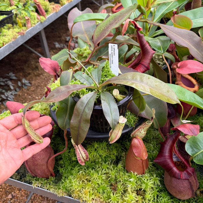 N. rafflesiana (Jahore x Black) RE-0172 medium