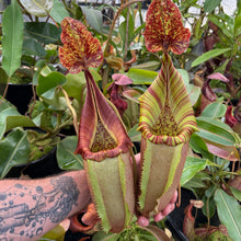 Load image into Gallery viewer, N. (veitchii x eymae) - giant EP Rooted Cutting
