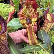 Load image into Gallery viewer, N. truncata (e) - rippled leaves x (eymae x veitchii) (a) - Best RE-0118
