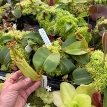 Load image into Gallery viewer, #1 N.  (Rokko &#39;Exotica&#39; x boschiana) x veitchii (a) x veitchii ‘Candy Dreams’ RE-0124
