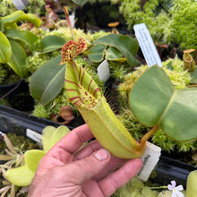 Load image into Gallery viewer, #1 N.  (Rokko &#39;Exotica&#39; x boschiana) x veitchii (a) x veitchii ‘Candy Dreams’ RE-0124
