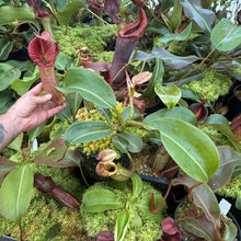Load image into Gallery viewer, #2  N. [(Rokko ‘Exotica’ x boschiana) x veitchii] (a) x [(veitchii x maxima) x veitchii] EP - Large
