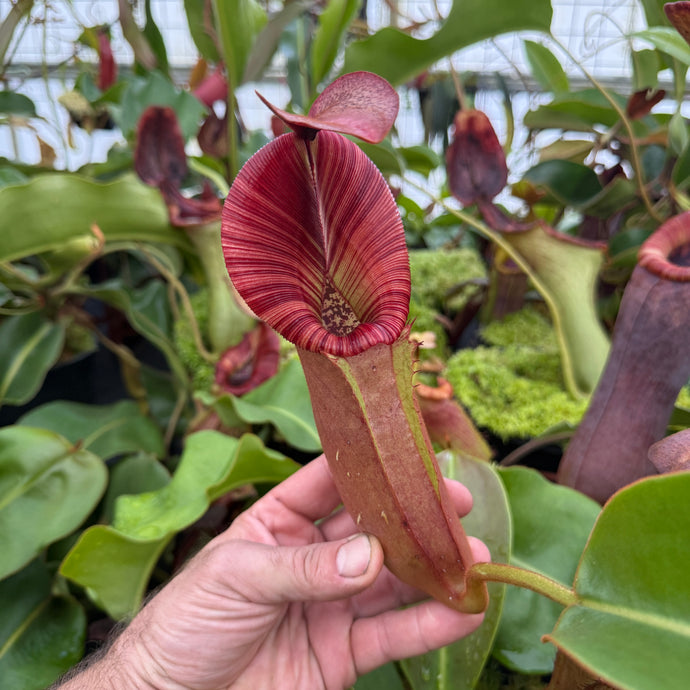 #2  N. [(Rokko ‘Exotica’ x boschiana) x veitchii] (a) x [(veitchii x maxima) x veitchii] EP - Large