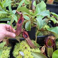 Load image into Gallery viewer, #2 N. [(lowii x veitchii) x boschiana] x mollis EP
