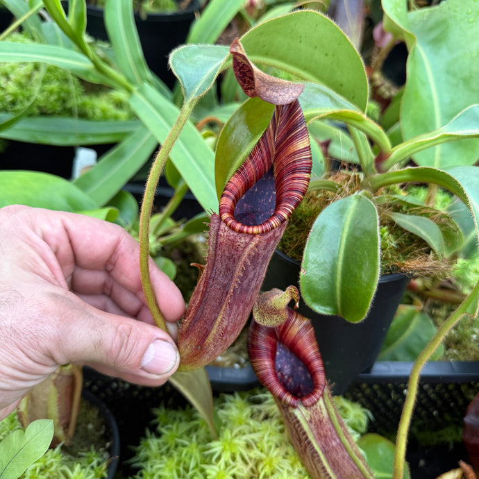 #2 N. [(lowii x veitchii) x boschiana] x mollis EP