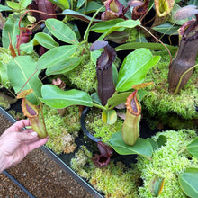 Load image into Gallery viewer, N. truncata – giant x macrophylla - medium
