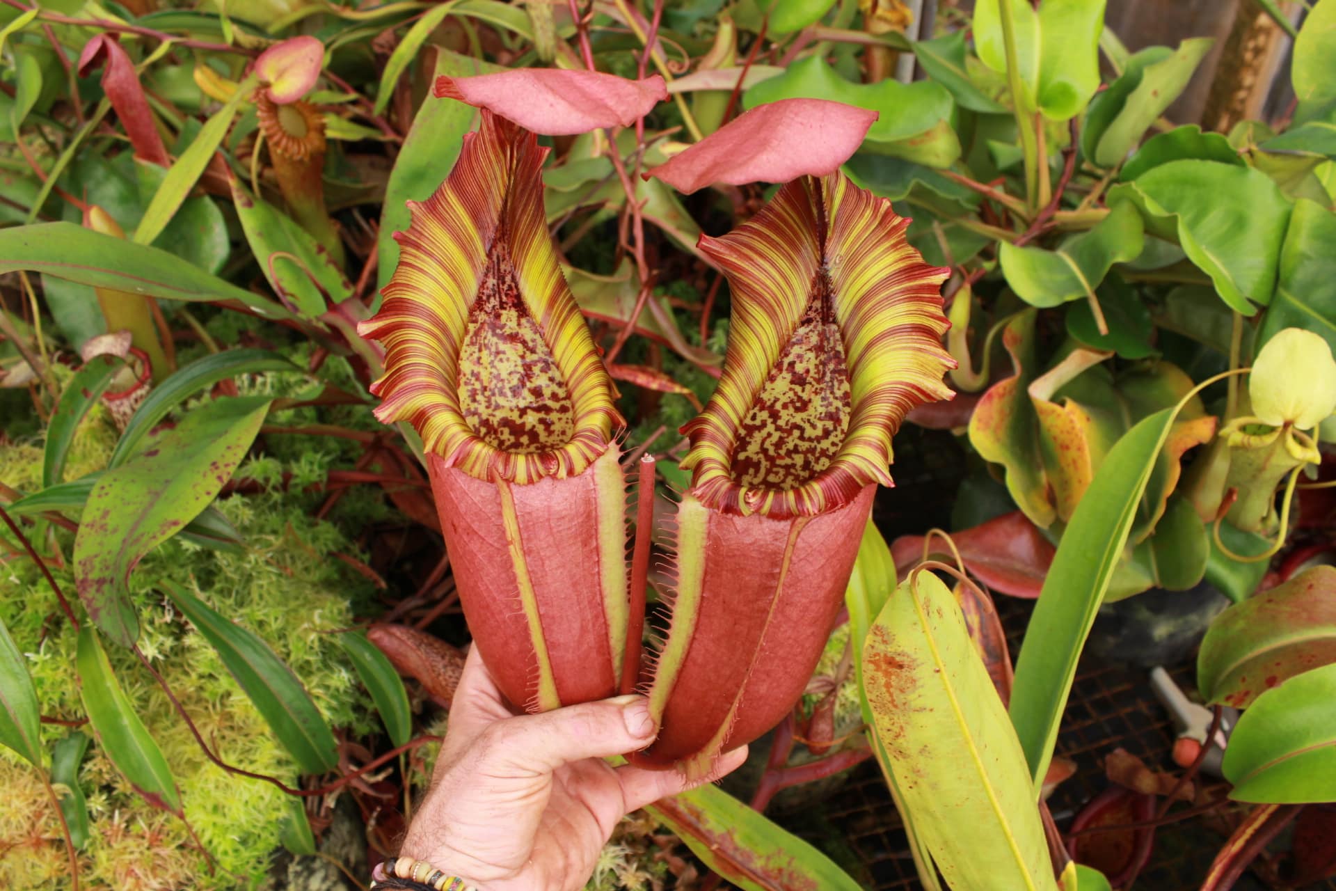 Redleaf Exotics Nepenthes Nursery - Carnivorous Plants for sale