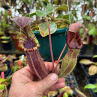 Mckinlays Sherwood Boots for Nepenthes - Acquire
