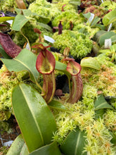 Load image into Gallery viewer, #1 N.  [(Rokko &#39;Exotica&#39; x boschiana) x veitchii] (a) x [(lowii x veitchii) x boschiana] - BEST RE-0173
