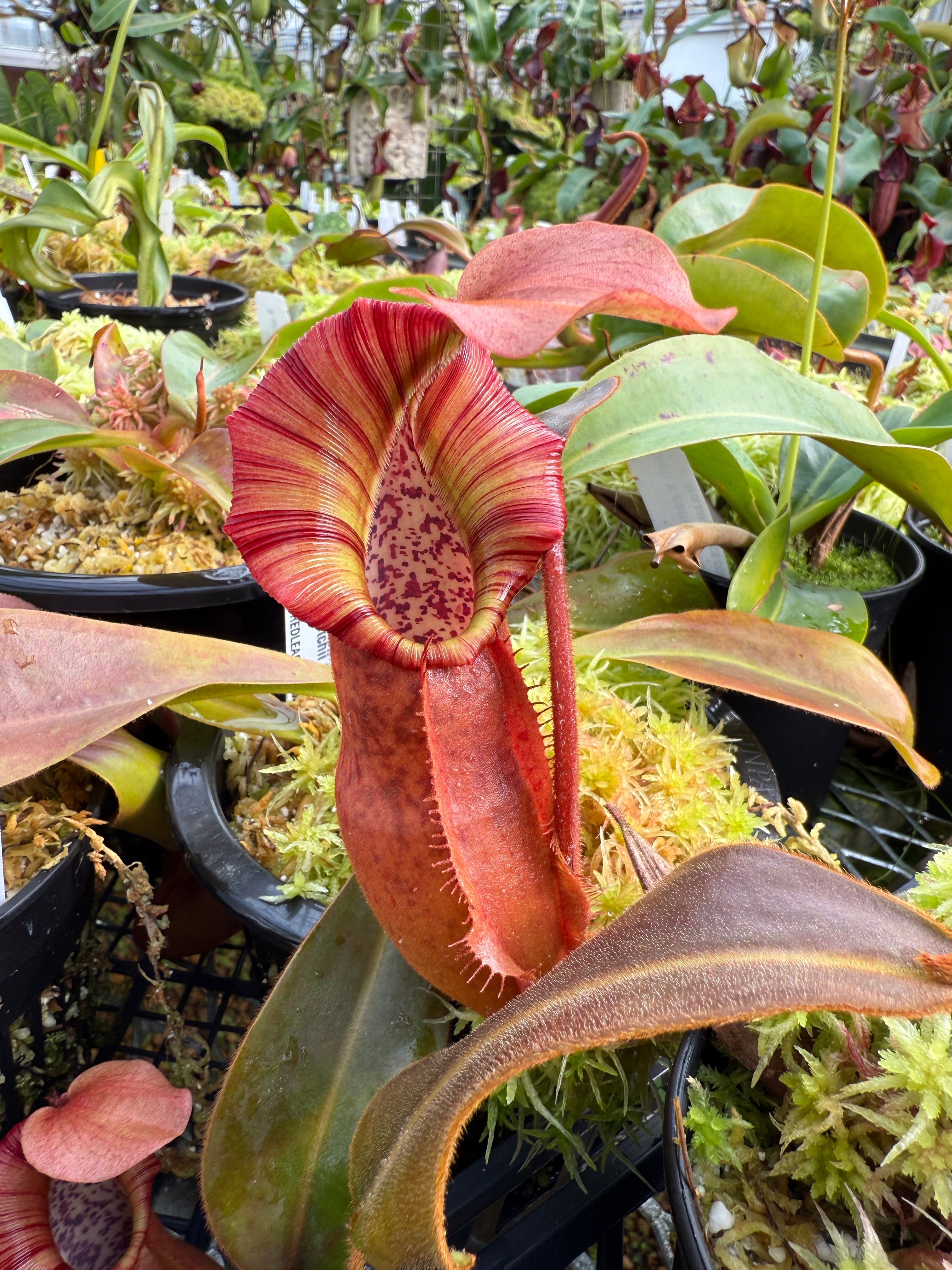 Nepenthes [maxima – dark x (Rokko x veitchii] x jacquelineae