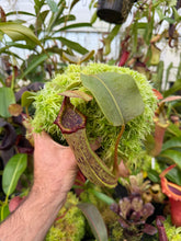Load image into Gallery viewer, N. truncata - squat x platychila - best  RE-0122 Medium
