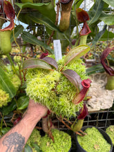 Load image into Gallery viewer, #2 N. {[(lowii x veitchii) x boschiana] x [(veitchii x maxima) x veitchii]} x {[(Rokko ‘Exotica’ x boschiana) x veitchii] x edwardsiana} RE-0137
